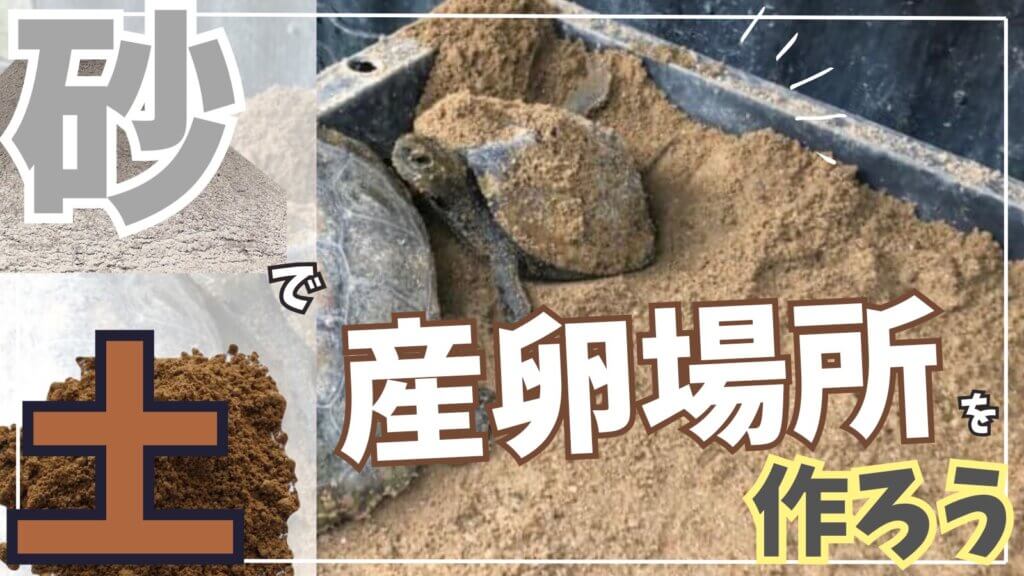 亀の産卵墓所（産卵床）の作り方（アイキャッチ画像）