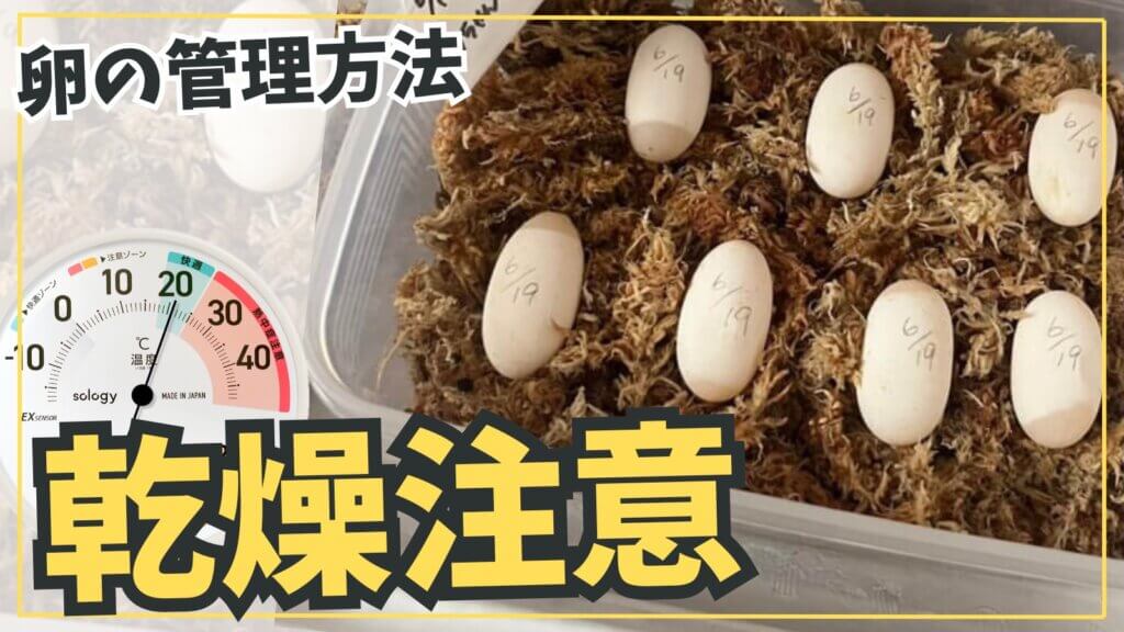 イシガメが孵化した後乾燥に気をつける記事のアイキャッチ
