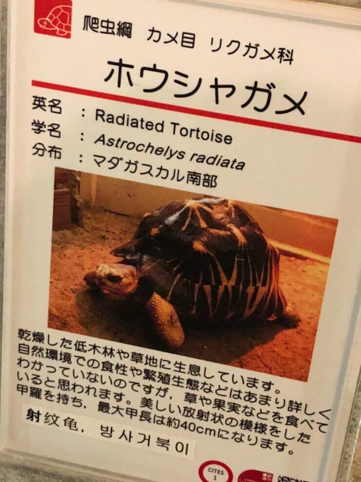 京都市動物園で飼育中のホウシャガメ