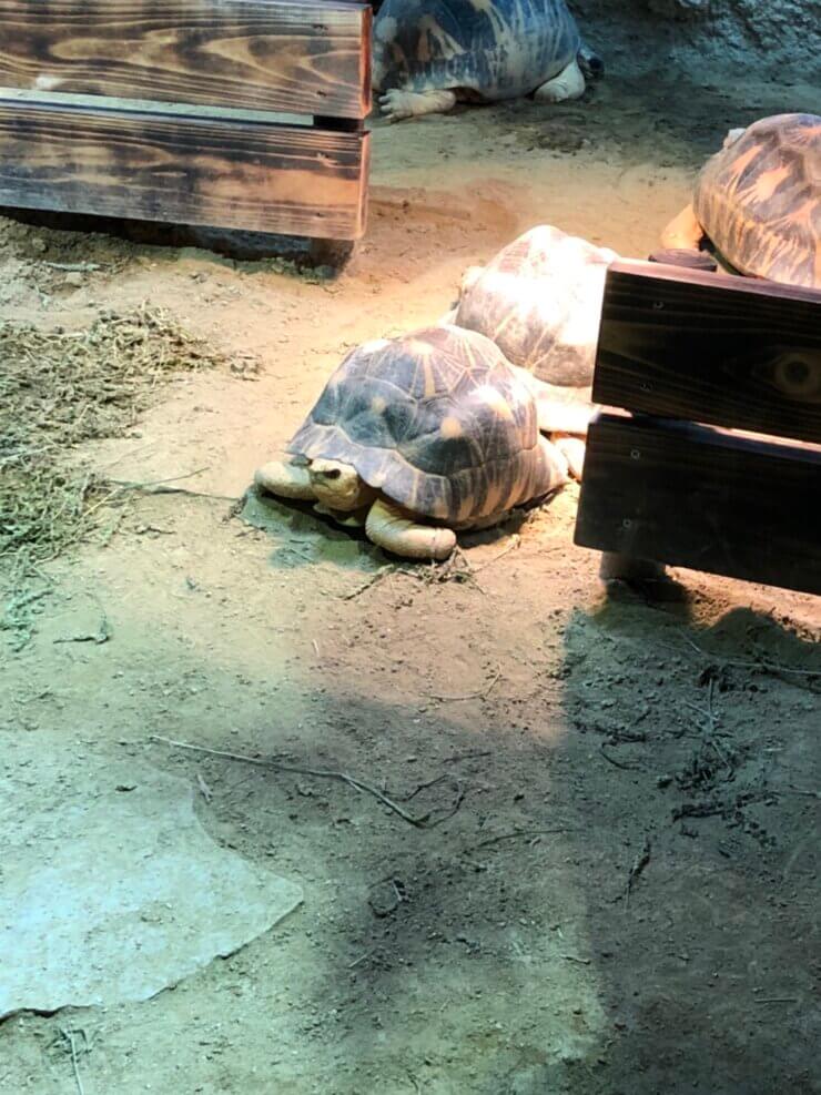 京都市動物園で飼育中のカメ