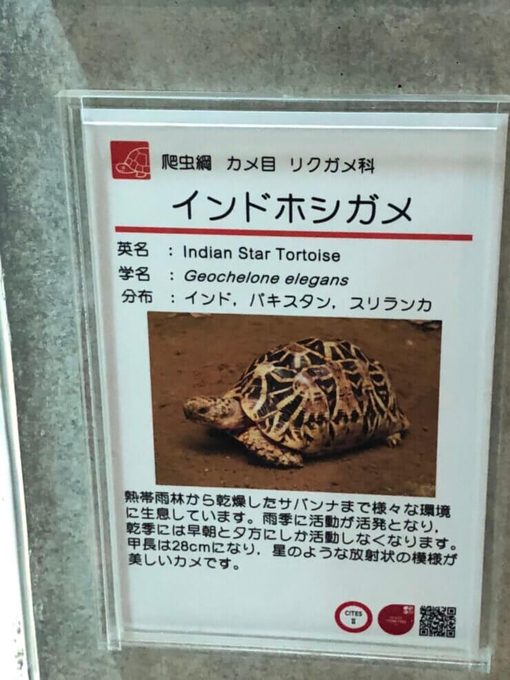 京都市動物園で飼育中のインドホシガメ