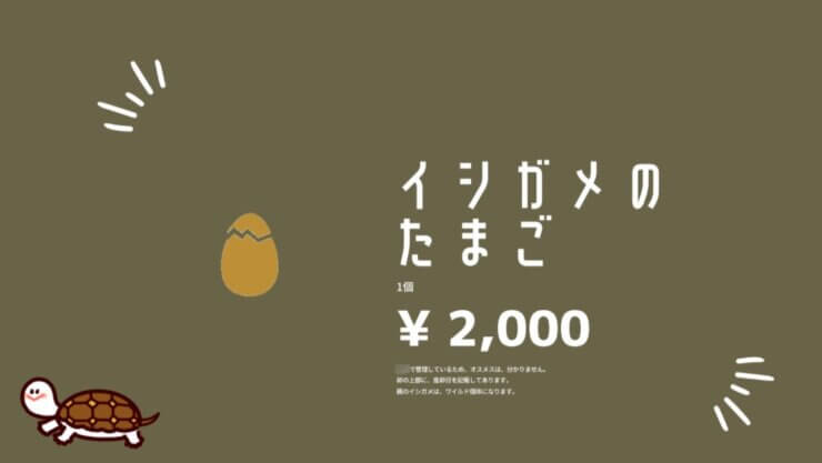 イシガメの卵の管理方法と飼育容器(2023年6月撮影)