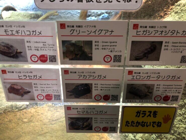 京都市動物園で飼育中のカメ