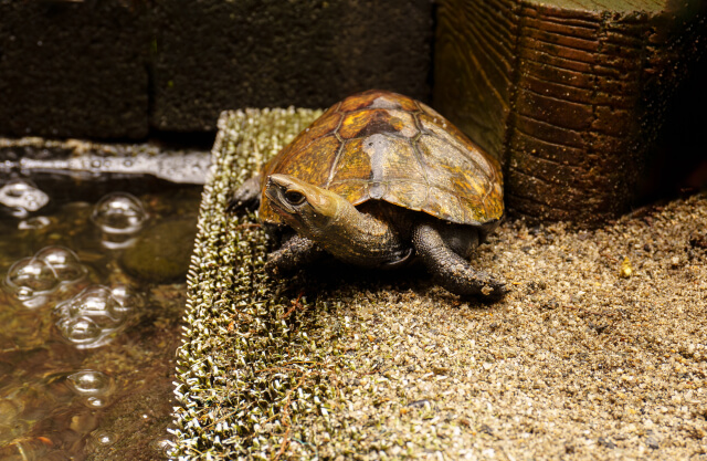 砂場で飼育するイシガメ