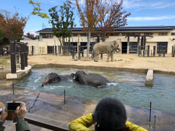 京都市動物園で飼育中のゾウ