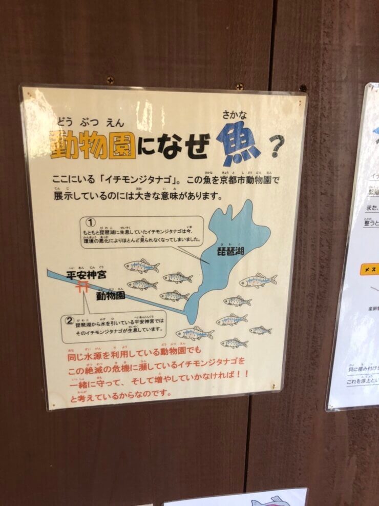 京都市動物園で泳ぐ魚