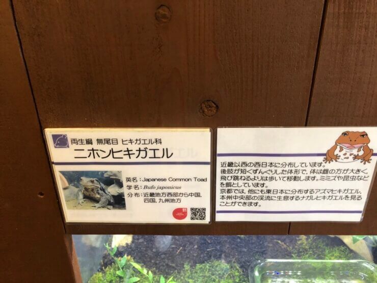 京都市動物園で飼育中のヒキガエル