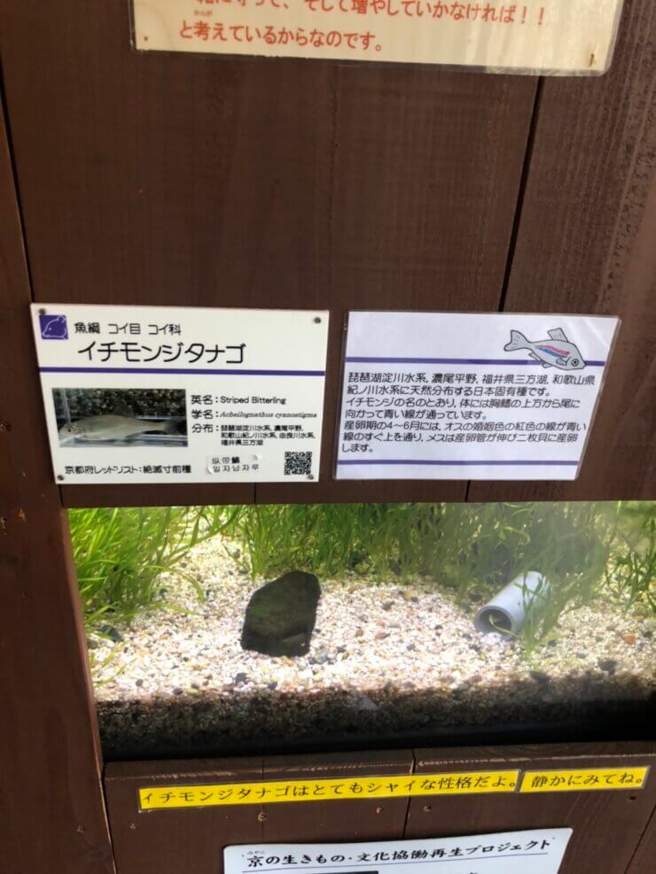 京都市動物園で泳ぐイチモンジタナゴ