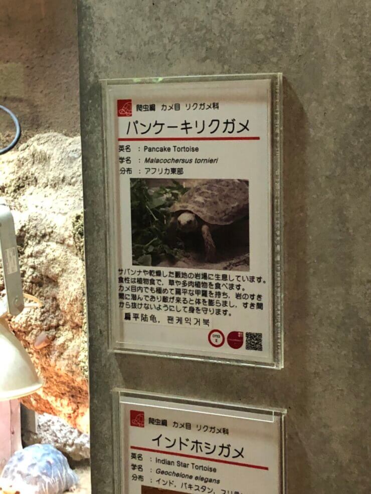 京都市動物園で飼育中のパンケーキリクガメ