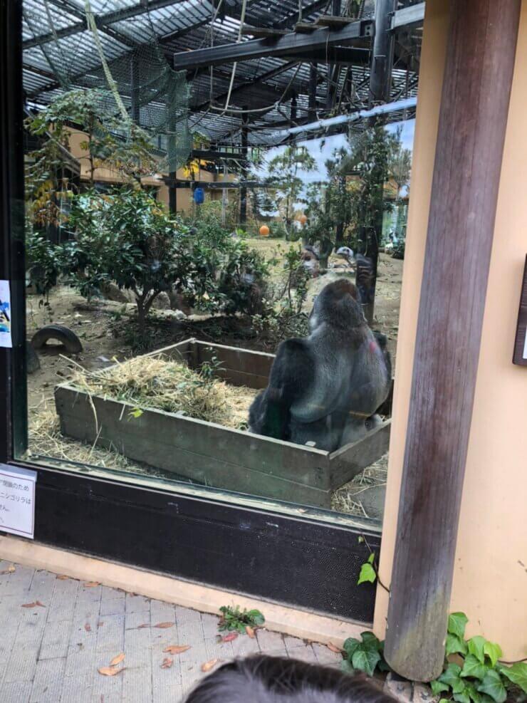 京都市動物園で飼育中のゴリラ