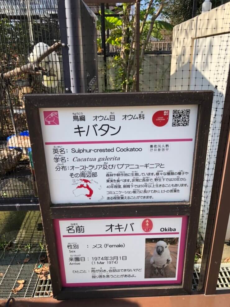 京都市動物園で飼育中のキバタン