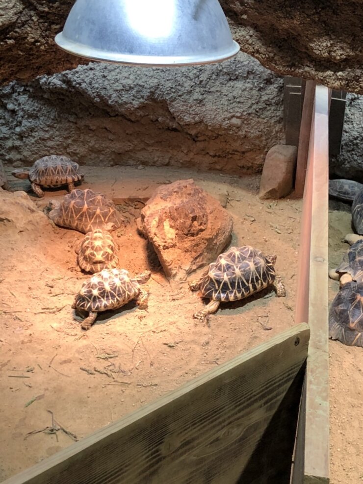 京都市動物園で飼育中のカメ