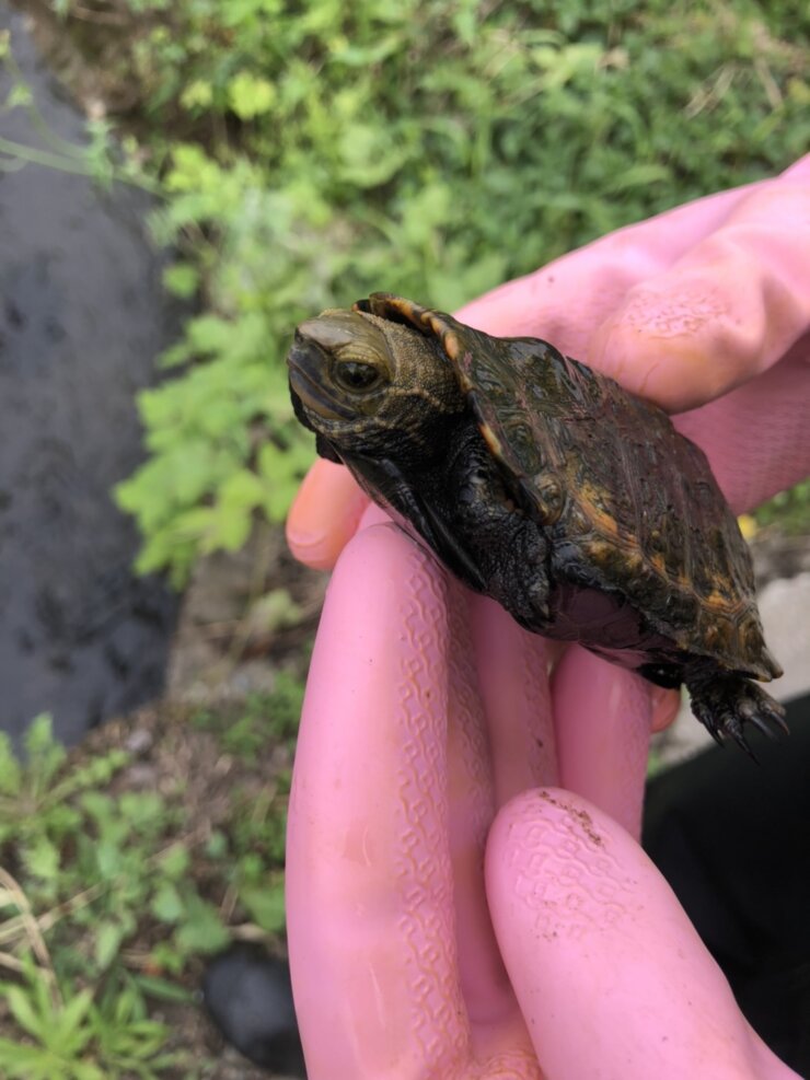 滋賀県の川でガサガサ遊びで捕まえた天然のイシガメ(2021年8月)