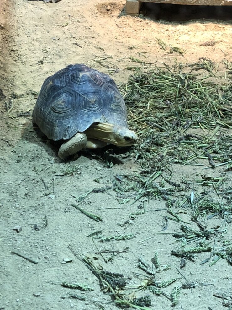 京都市動物園で飼育中のカメ