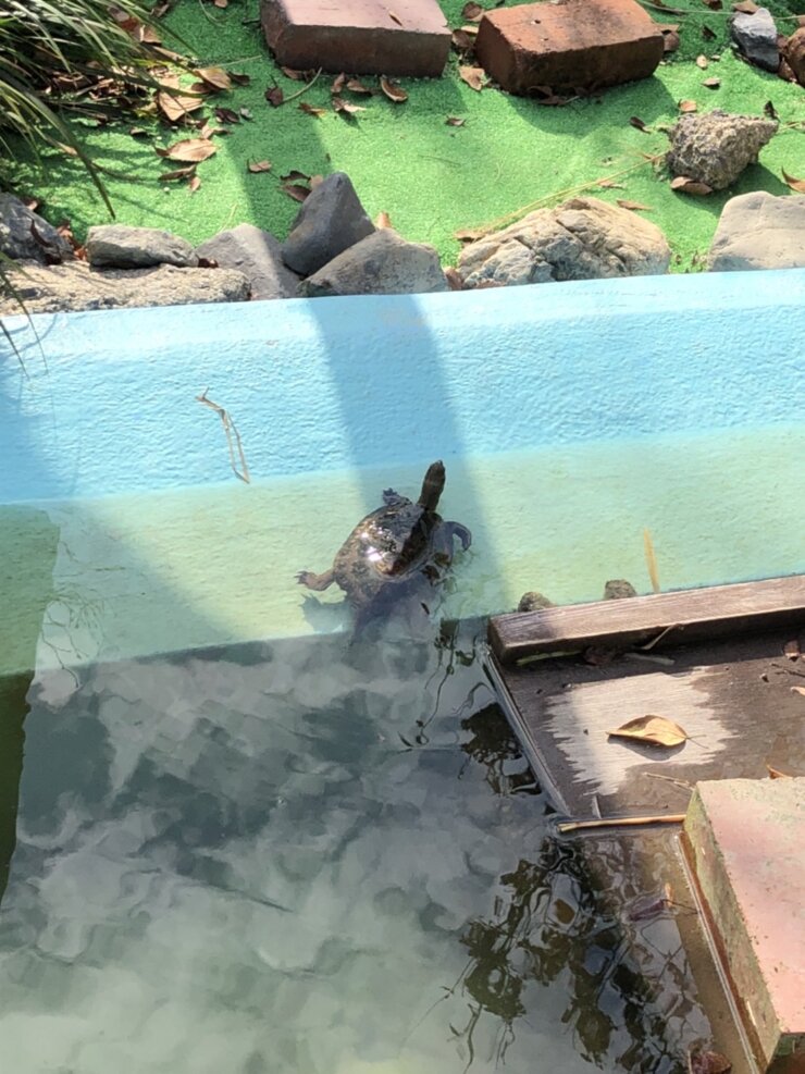 京都市動物園で飼育中のイシガメ