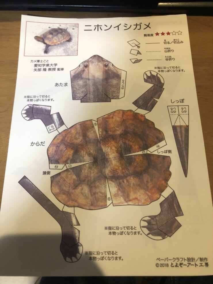 カメの生態調査観察(愛知県名古屋市南区笠寺観音にて)