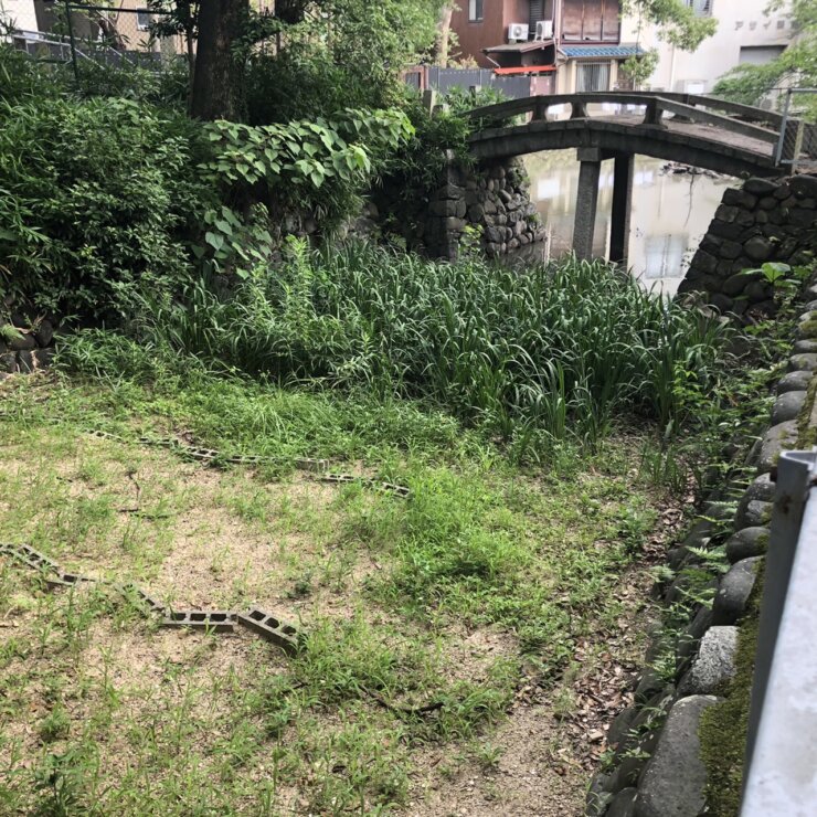 カメの生態調査観察(愛知県名古屋市南区笠寺観音にて)