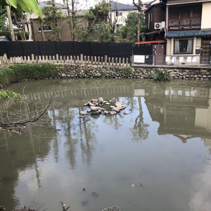 カメの生態調査観察(愛知県名古屋市南区笠寺観音にて)