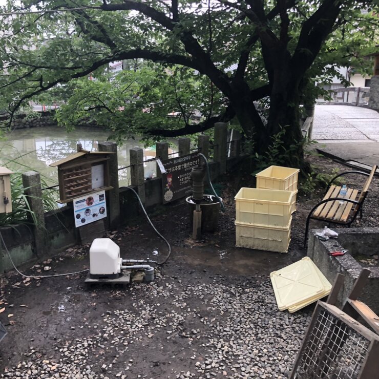 カメの生態調査観察(愛知県名古屋市南区笠寺観音にて)