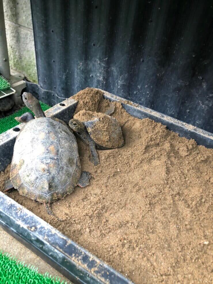 イシガメが産卵する場所つくりと産卵の様子(飼育容器と砂場)