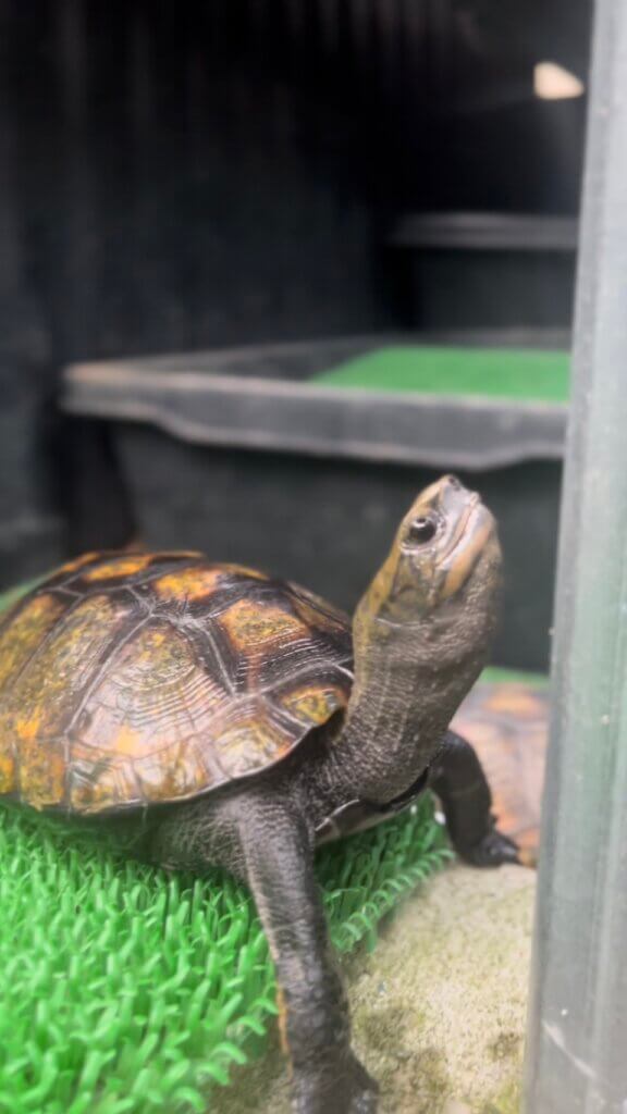 イシガメの飼育方法