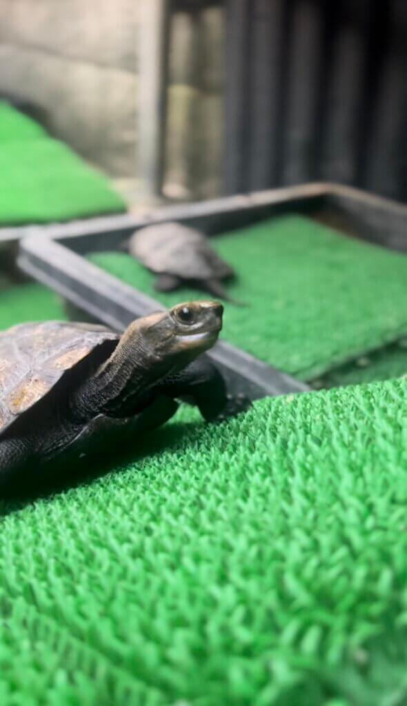 イシガメの飼育方法