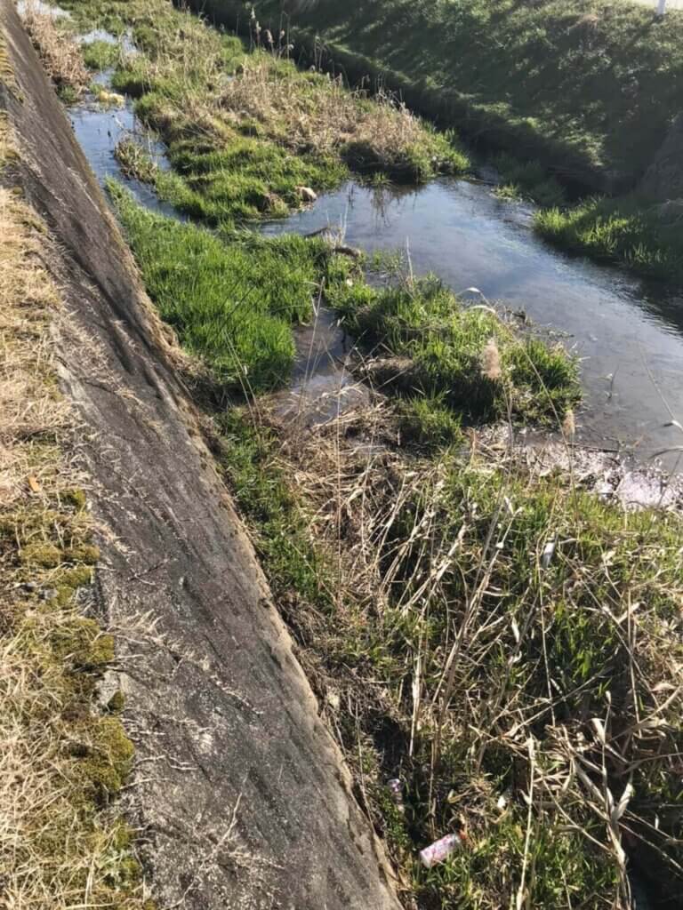 イシガメを捕まえるため川でガサガサ