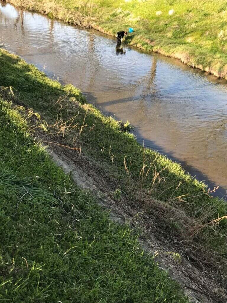 イシガメを捕まえるため川でガサガサ