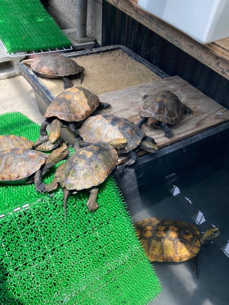 イシガメの飼育環境と飼育容器