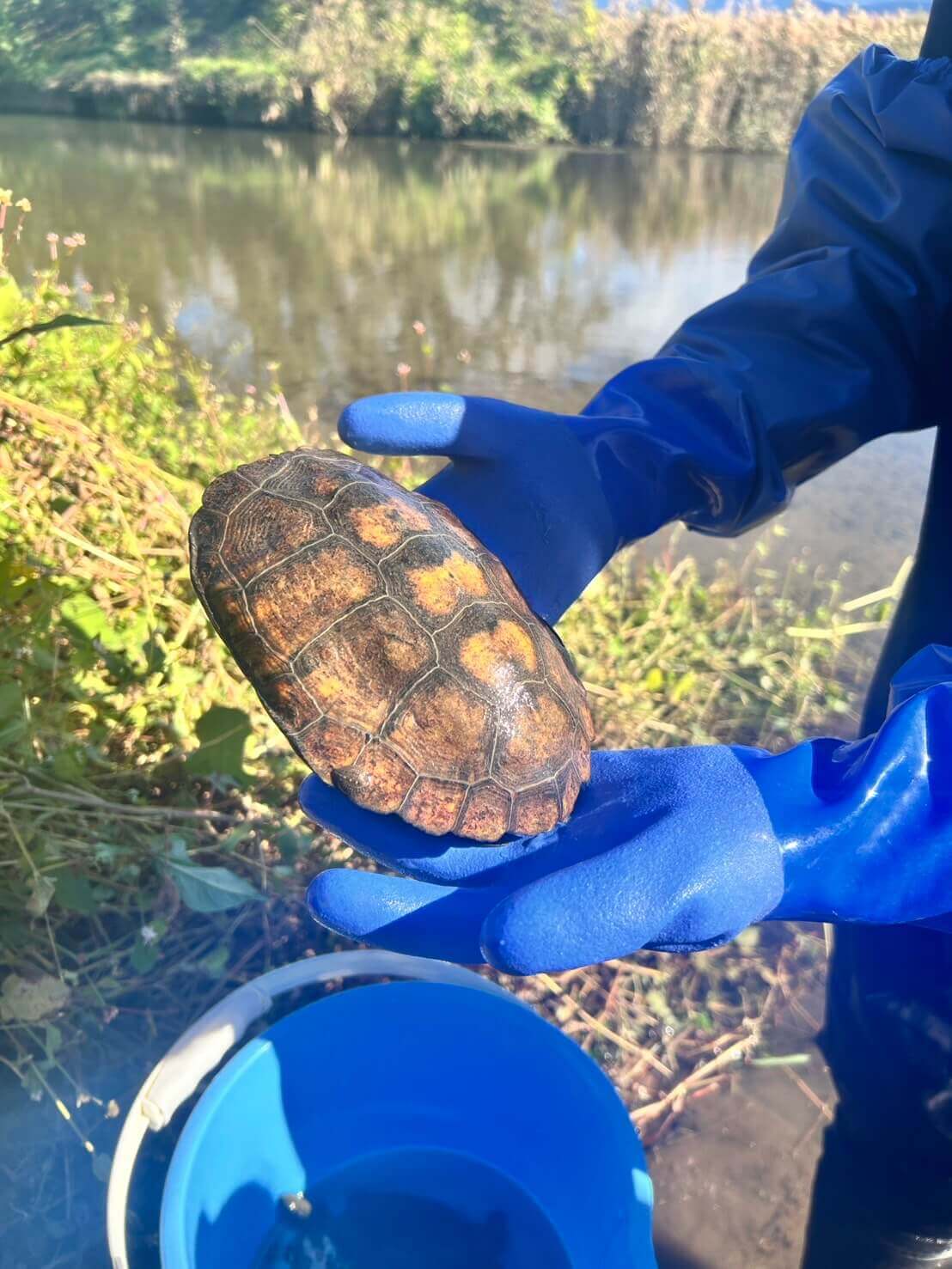 イシガメを川でガサガサして捕まえる奥様