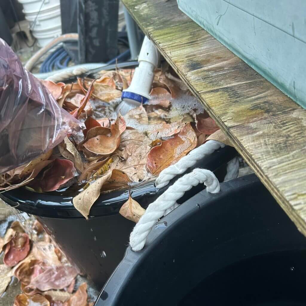 イシガメの冬眠準備(柿の葉っぱ)