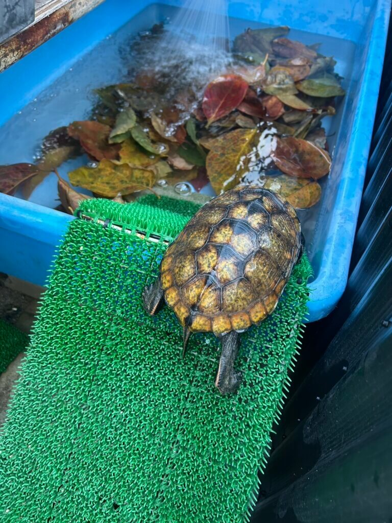イシガメの冬眠準備(柿の葉っぱ)