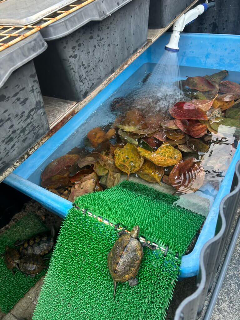 イシガメの冬眠準備(柿の葉っぱ)