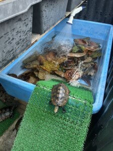 イシガメの冬眠準備(柿の葉っぱ)