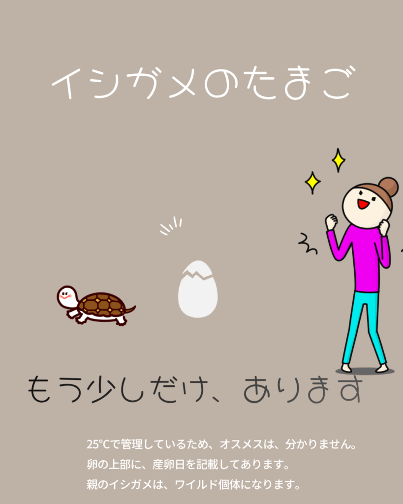 イシガメの卵販売中のチラシ広告