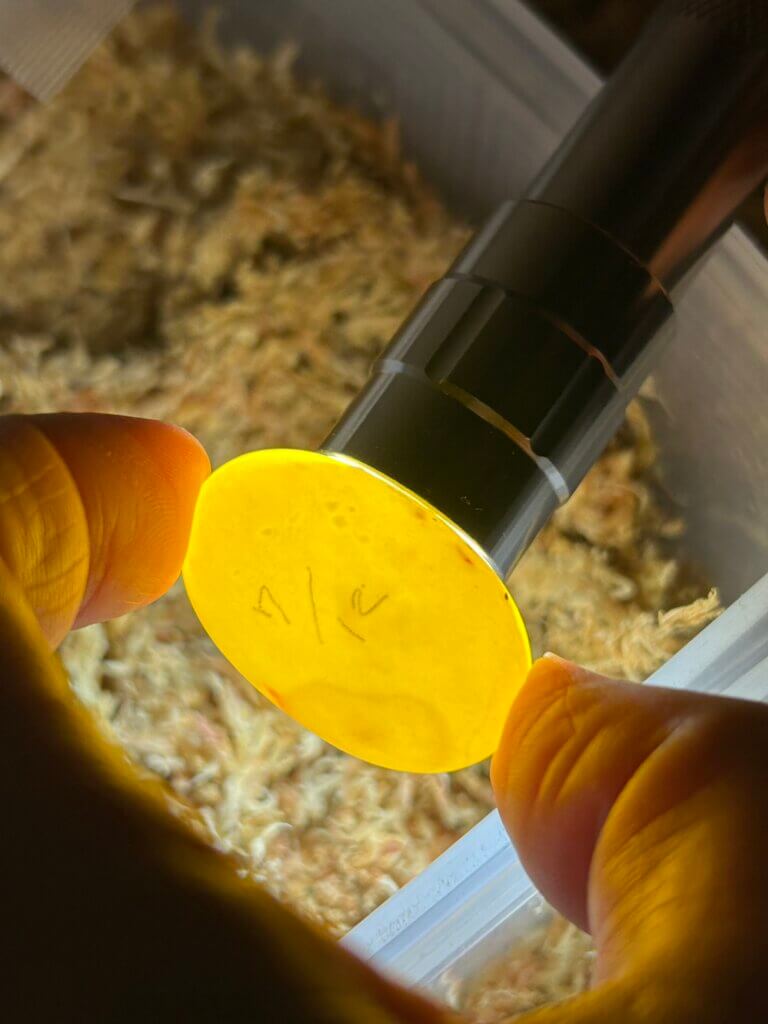 イシガメの卵をLEDライトで照らす(キャンドリング)