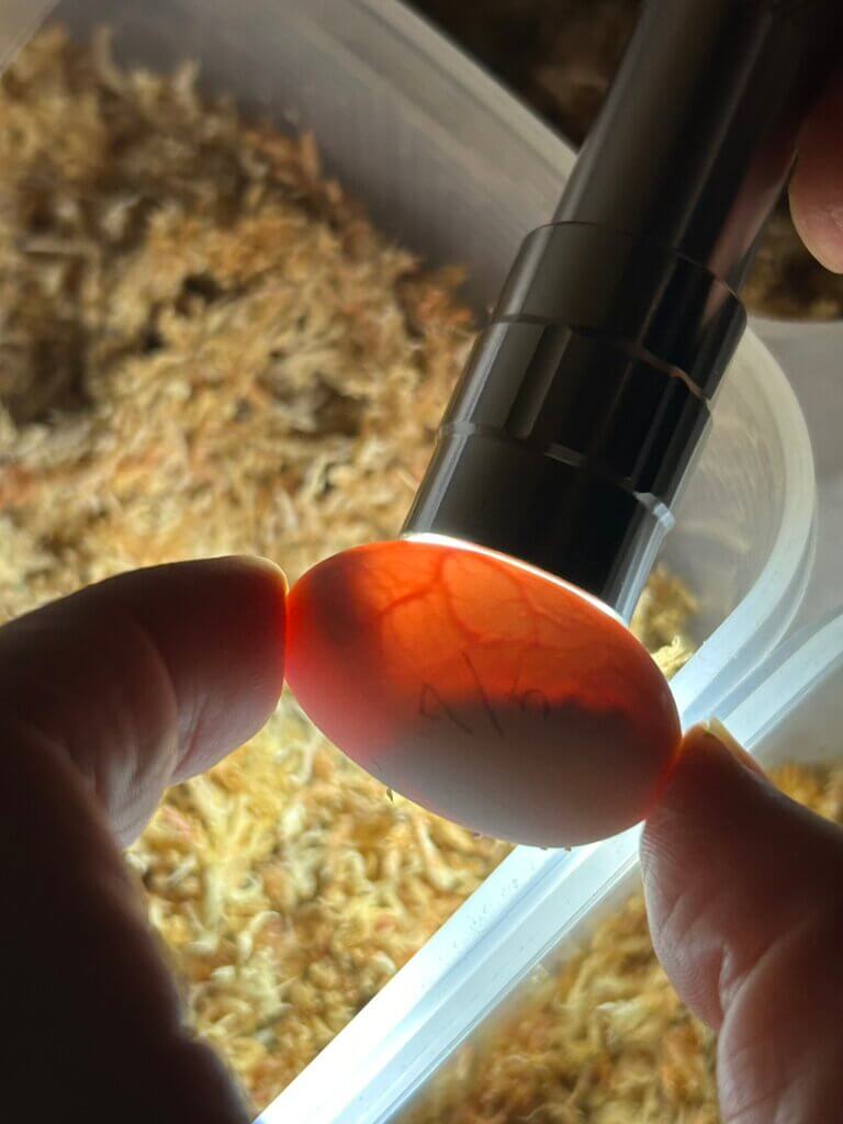 イシガメの卵をLEDライトで照らす(キャンドリング)