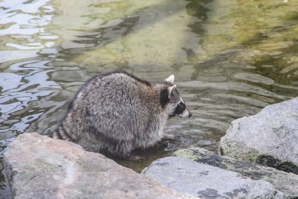 アライグマの画像