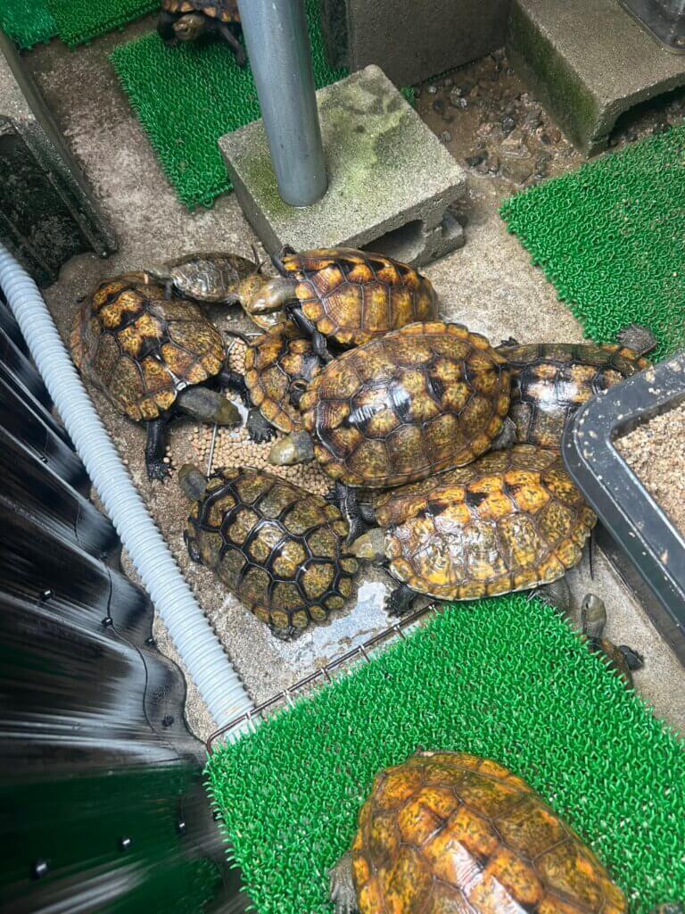 人工飼料を食べるイシガメ