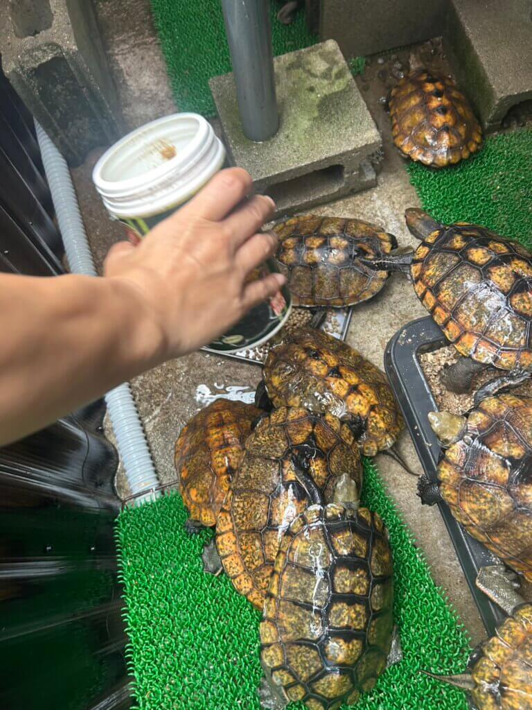 人工飼料を食べるイシガメと人工飼料(カメプロス)を与える奥様