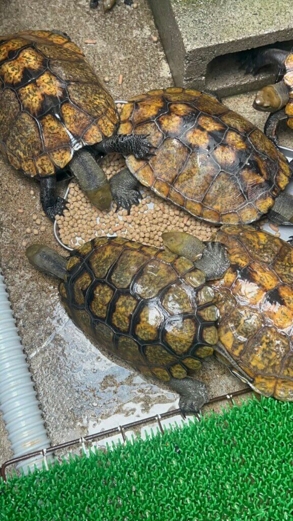 人工飼料を食べるイシガメと人工飼料(カメプロス)を与える奥様
