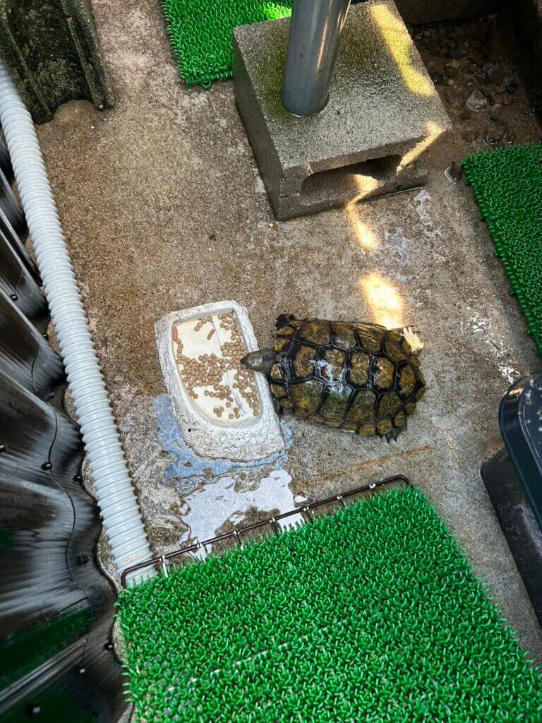 人工飼料を食べるイシガメと与えるエサの量