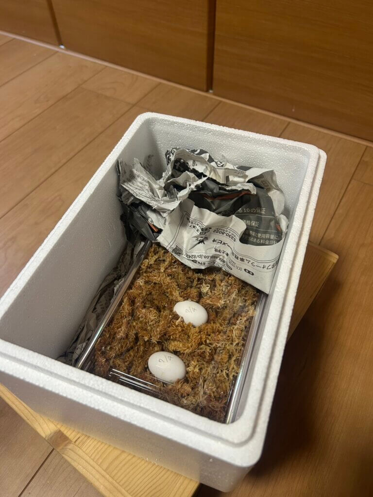 発送したイシガメの有精卵と発砲スチロール容器